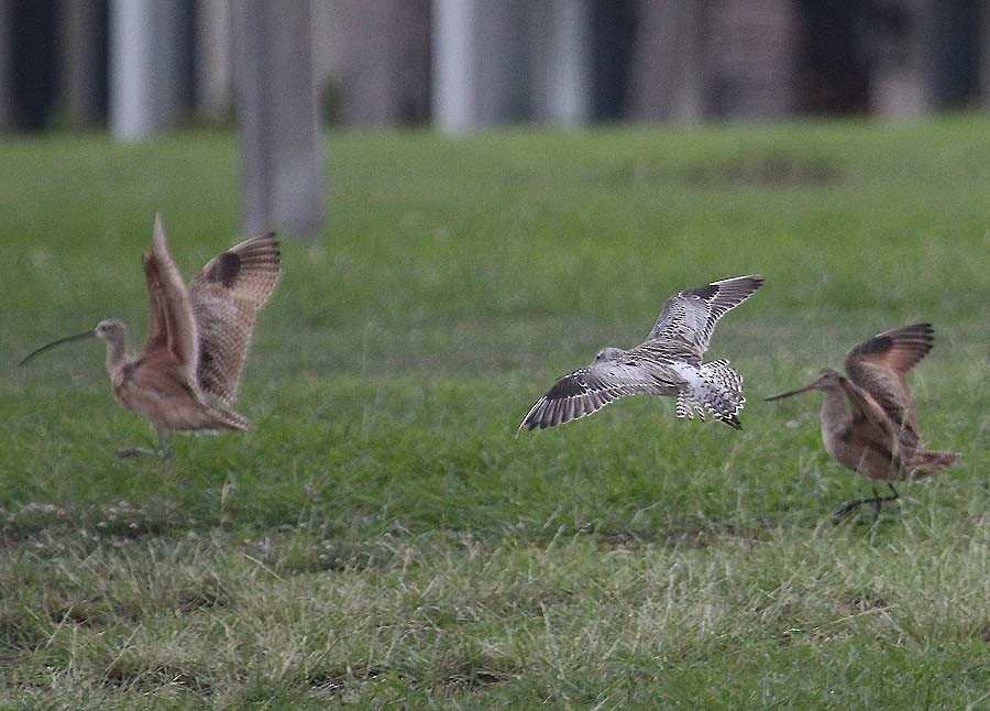 Bar-tailed Godwit - ML620266104