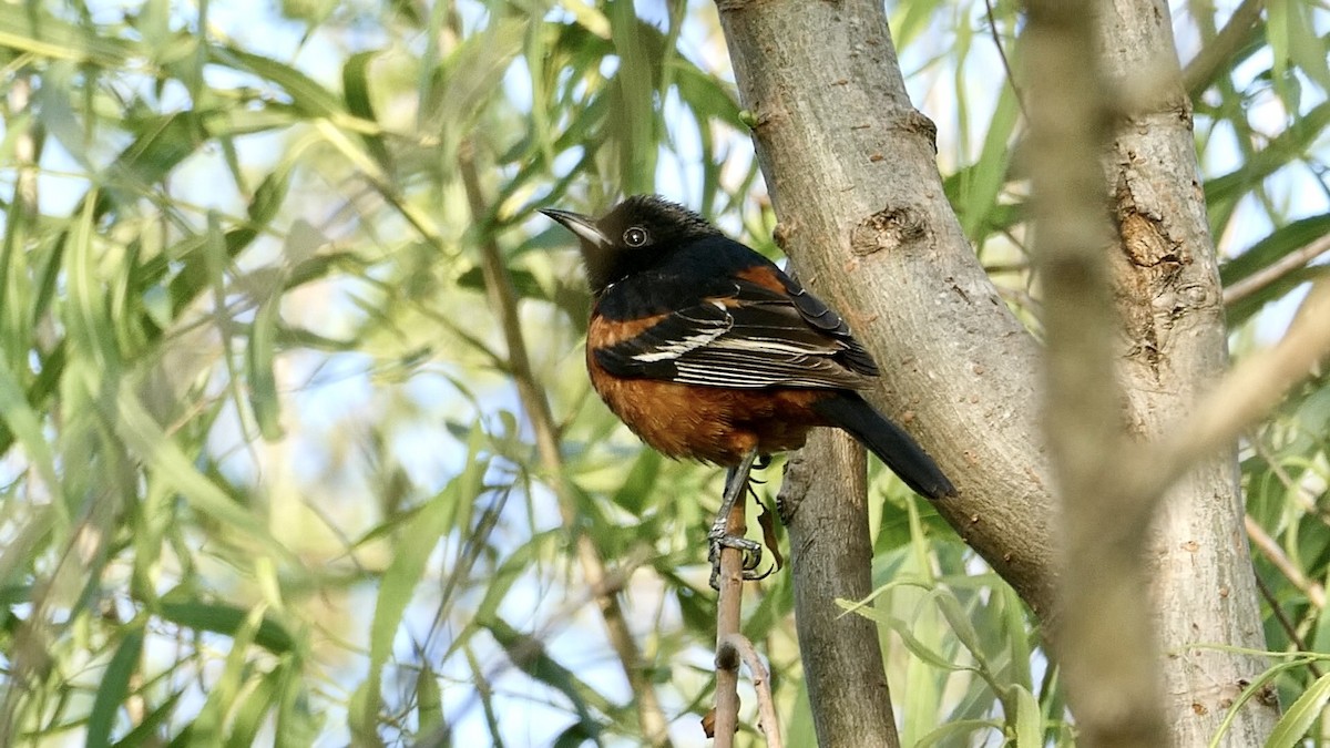 Orchard Oriole - ML620266106