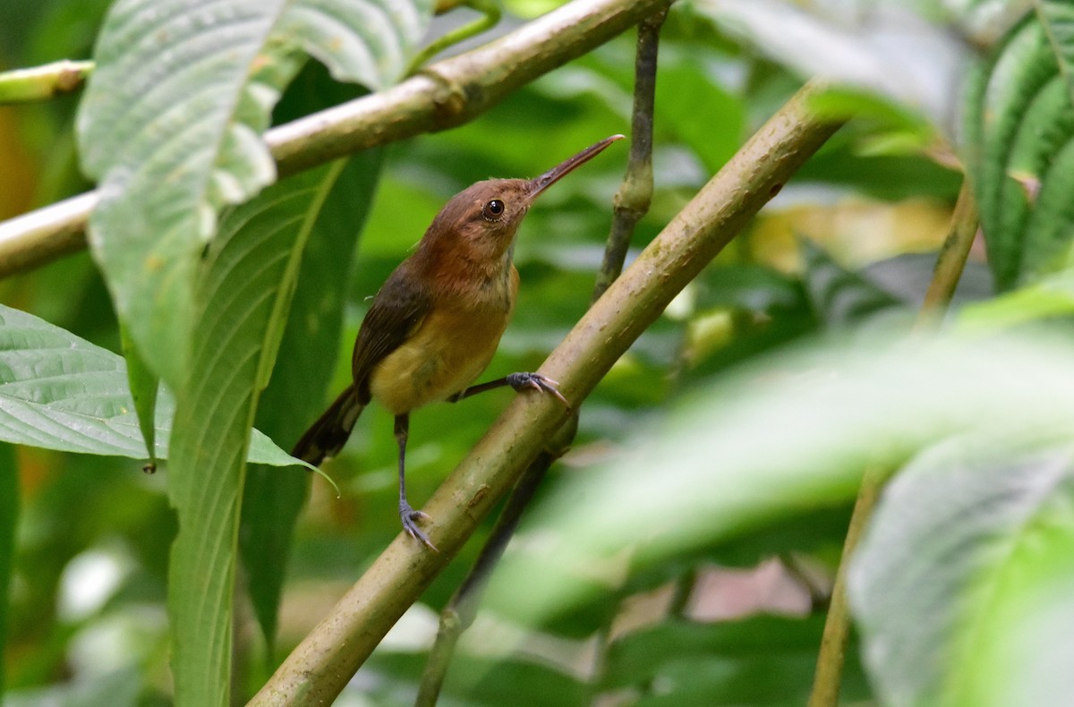 Long-billed Gnatwren - ML620266107