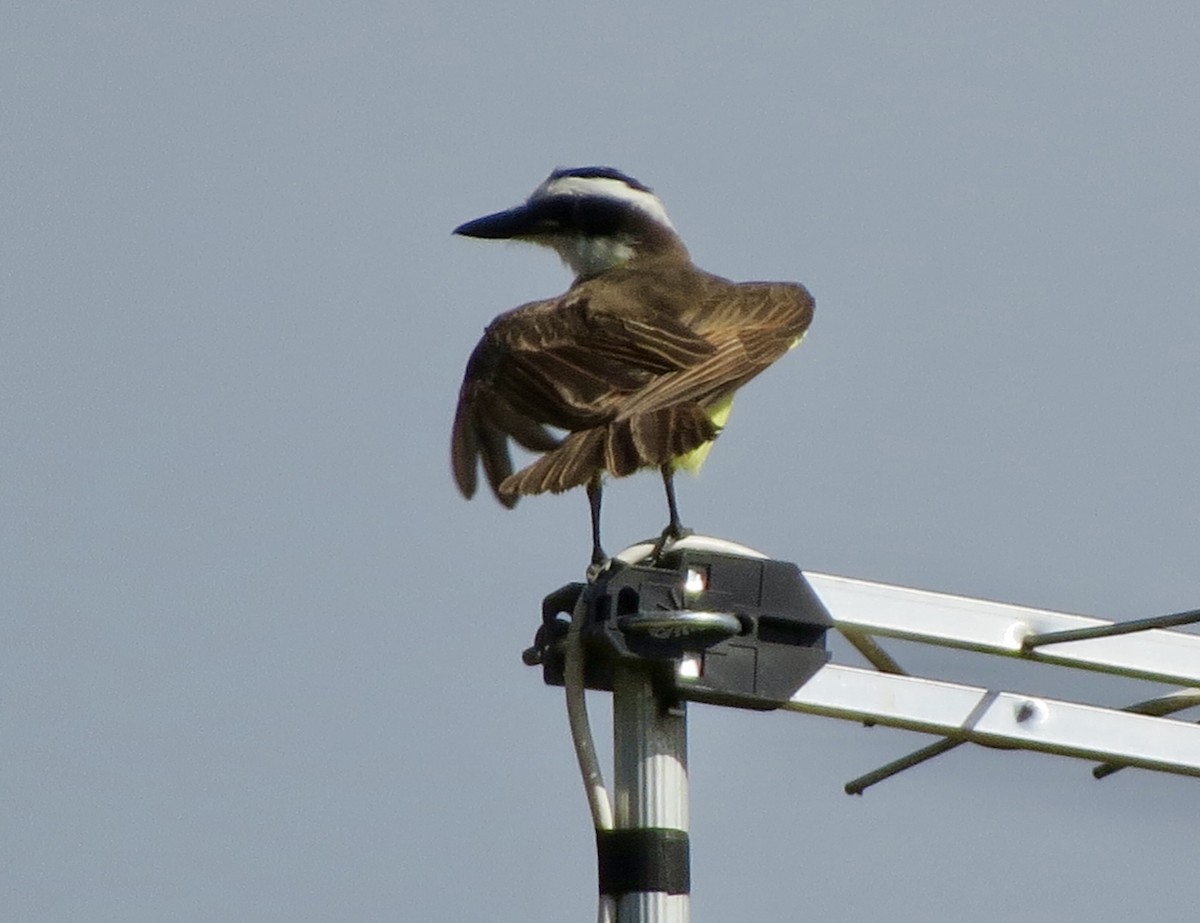 Great Kiskadee - ML620266114