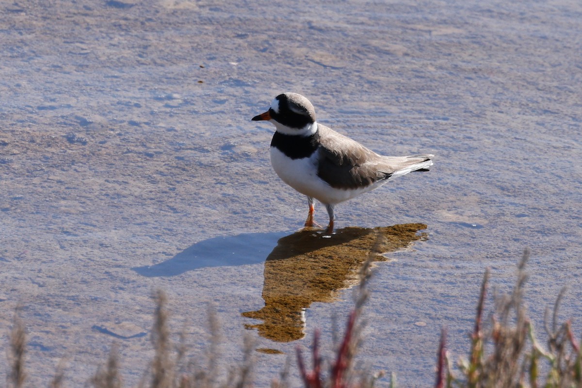 Common Ringed Plover - ML620266125