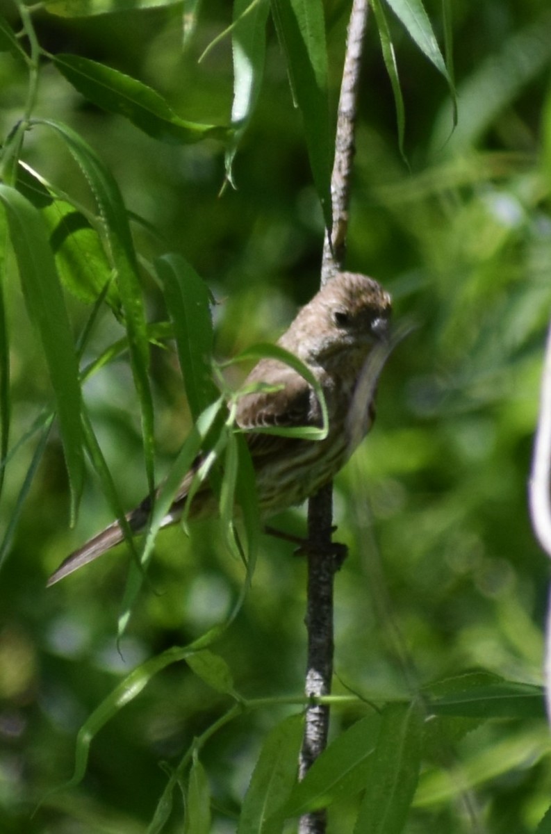 House Finch - ML620266127