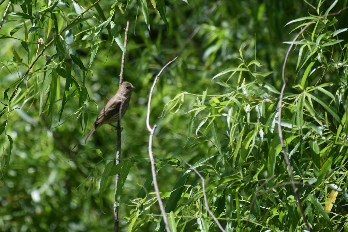 House Finch - ML620266128