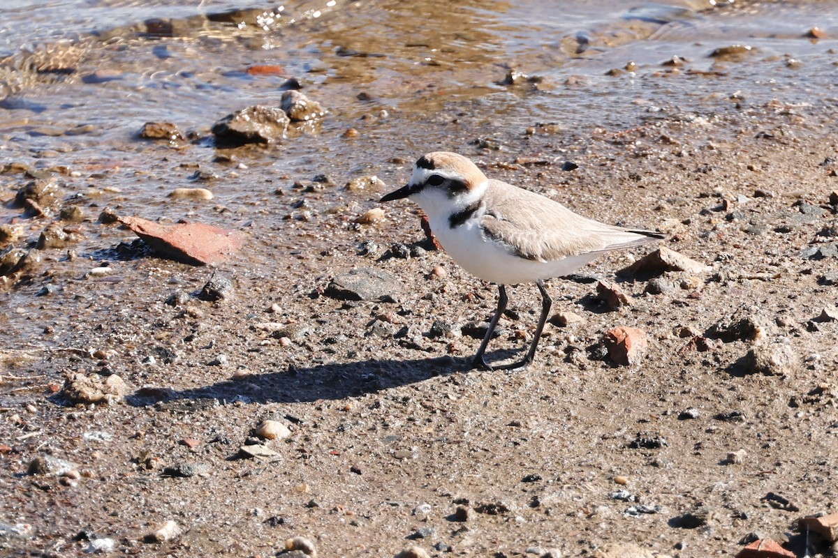 Kentish Plover - ML620266129