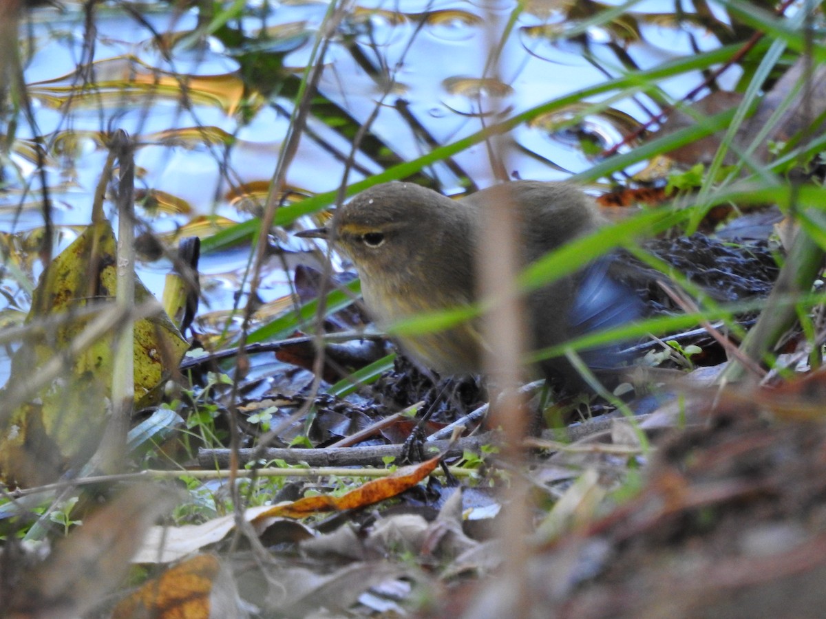 Mosquitero Común - ML620266134