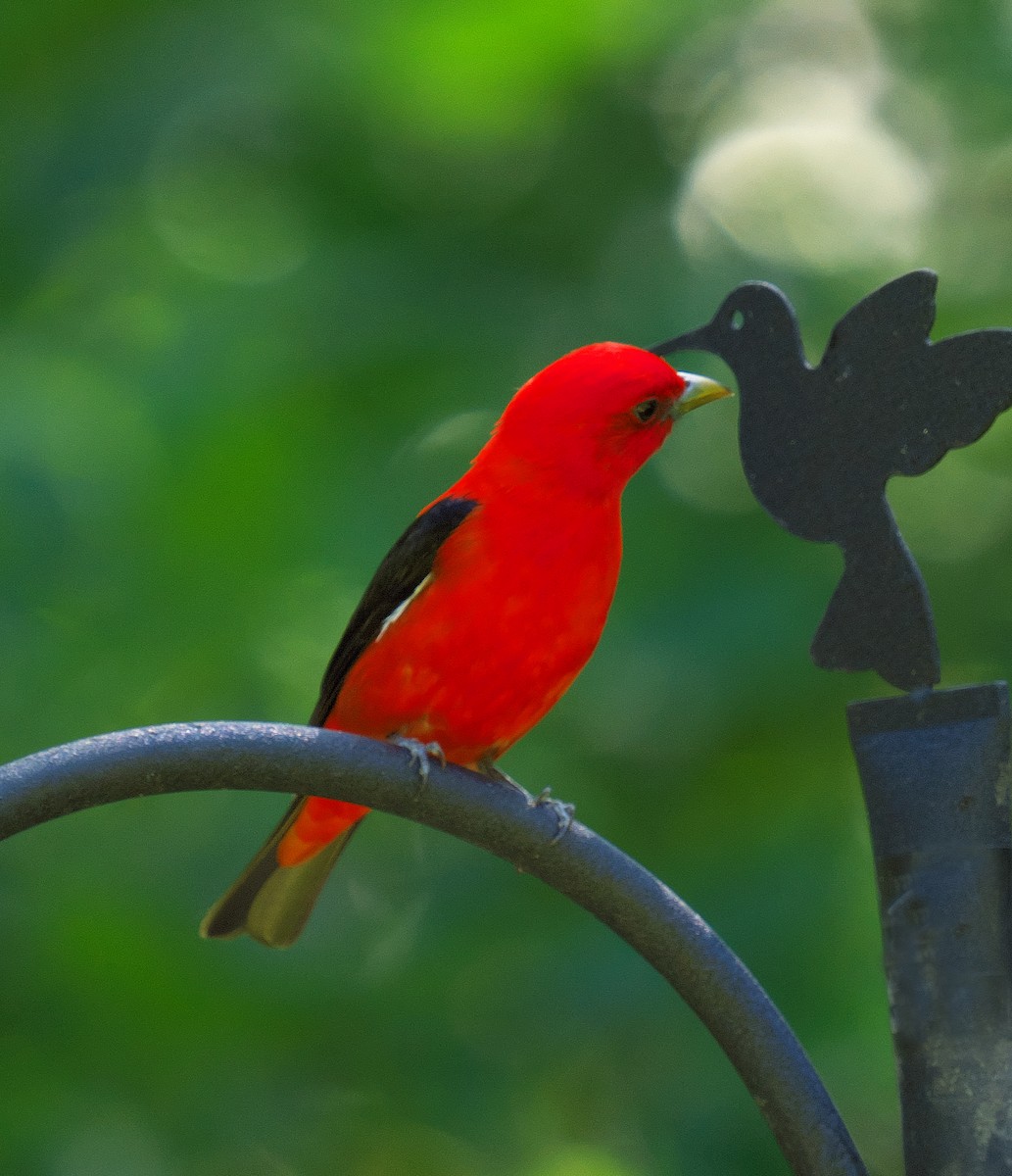 Scarlet Tanager - ML620266138