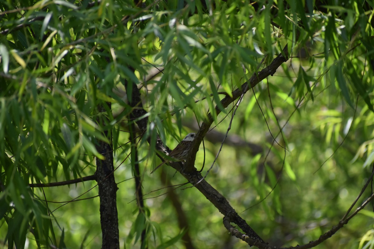 Song Sparrow - ML620266145