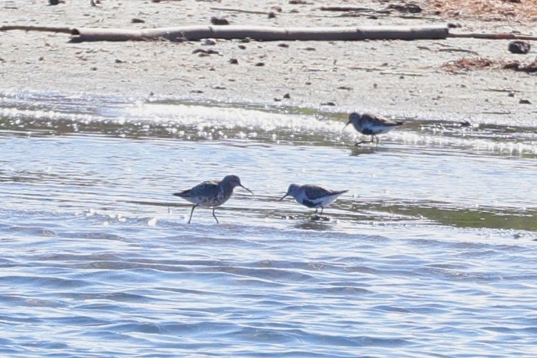 Curlew Sandpiper - ML620266147