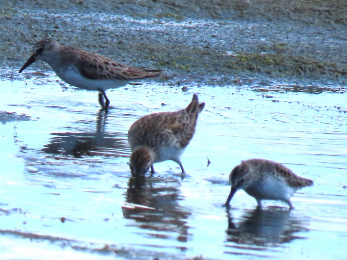 White-rumped Sandpiper - ML620266149