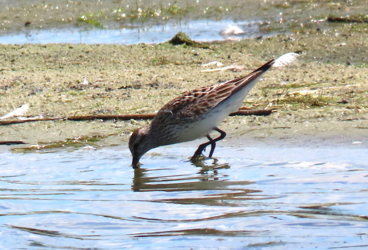 White-rumped Sandpiper - ML620266153