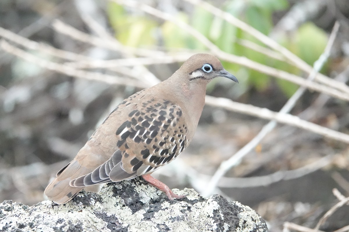 Zenaida de Galápagos - ML620266157