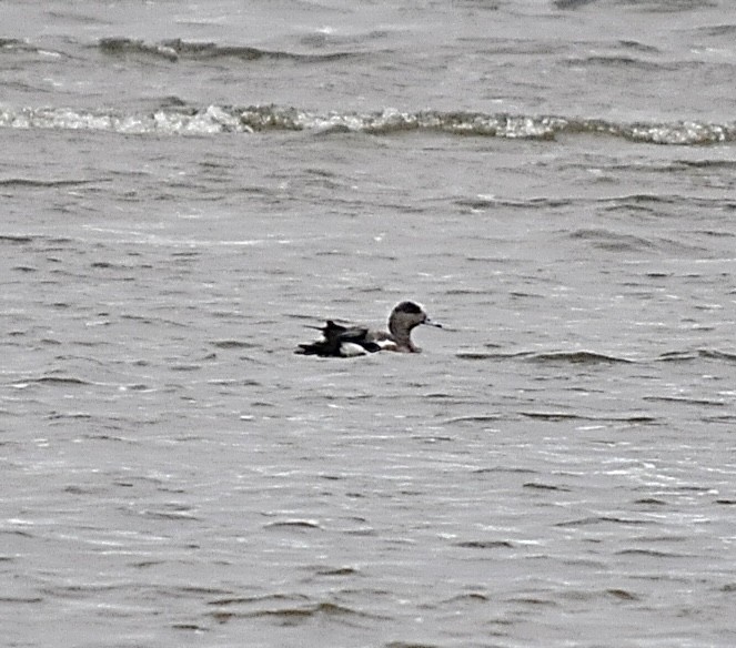 American Wigeon - ML620266160