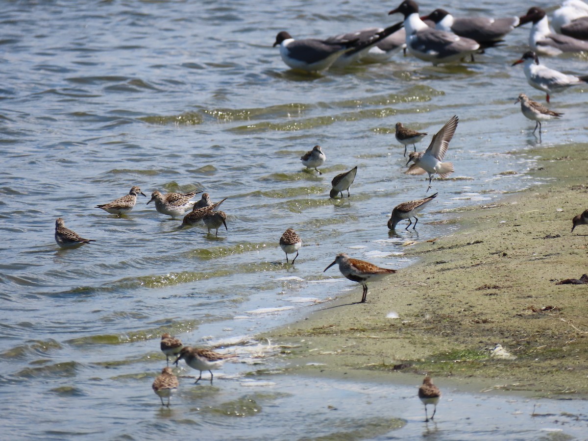 White-rumped Sandpiper - ML620266163