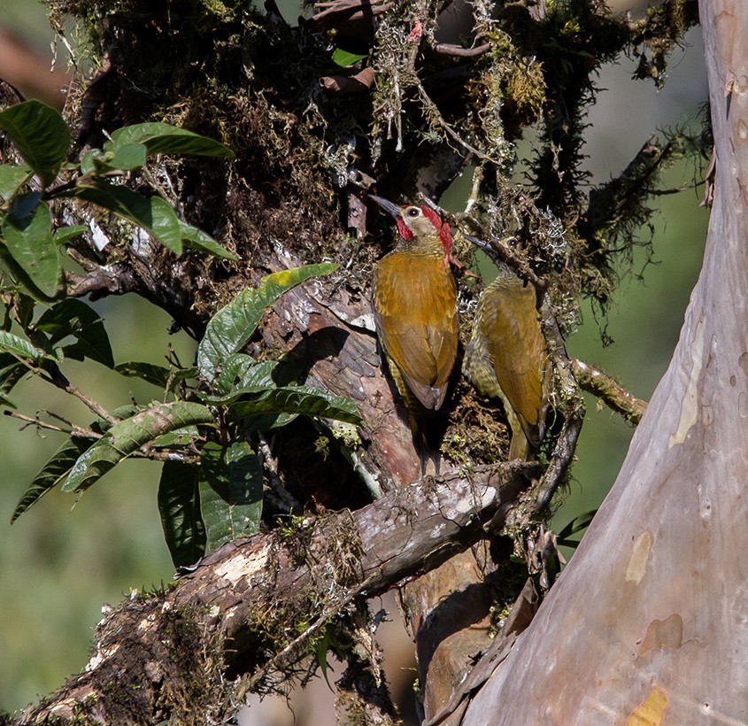 Golden-olive Woodpecker - ML620266164