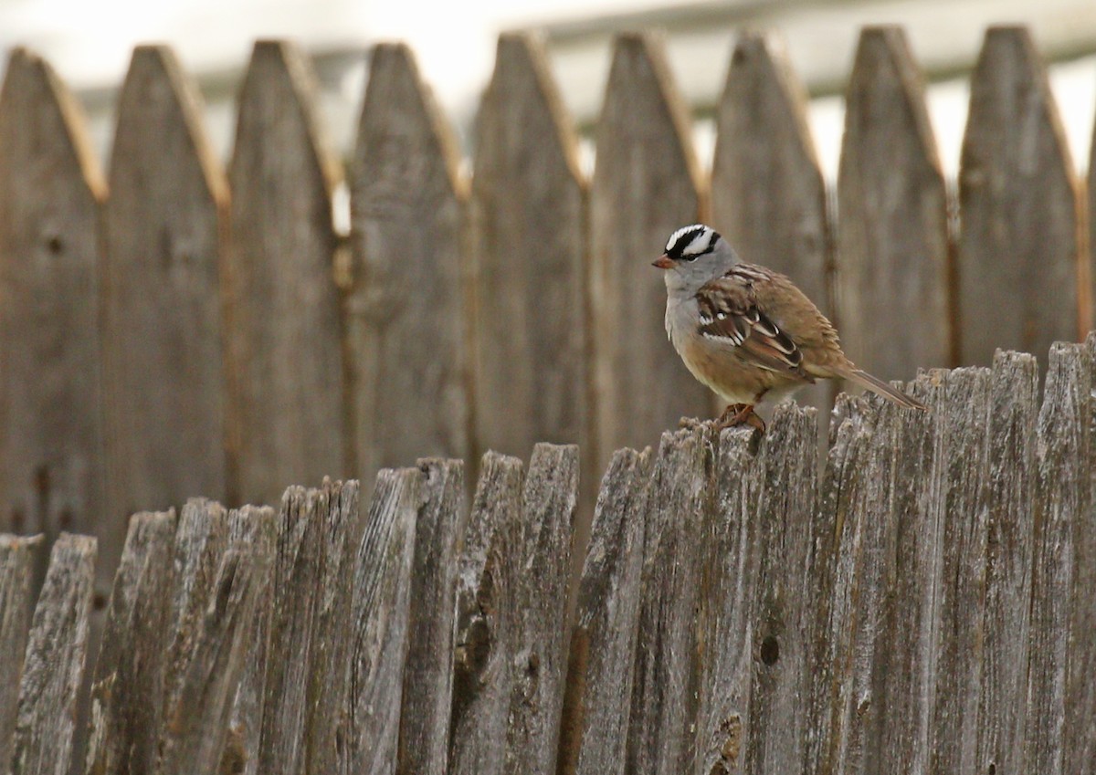 White-crowned Sparrow - ML620266166