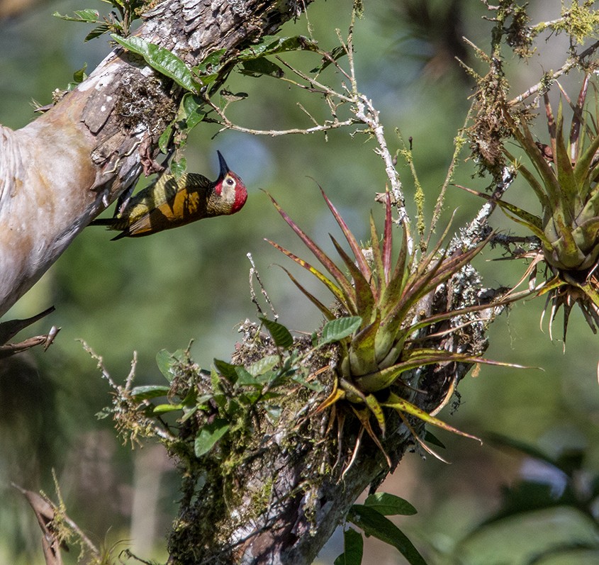 Golden-olive Woodpecker - ML620266167