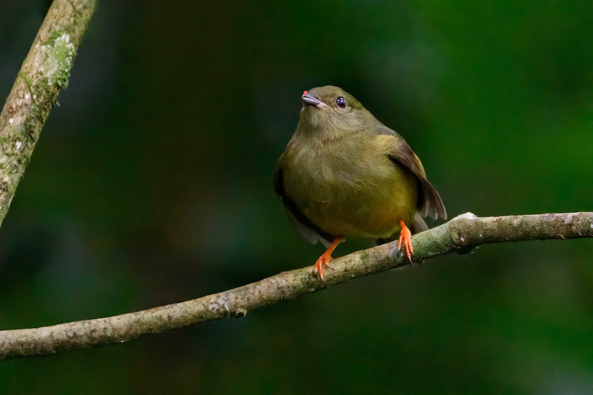 White-collared Manakin - ML620266171