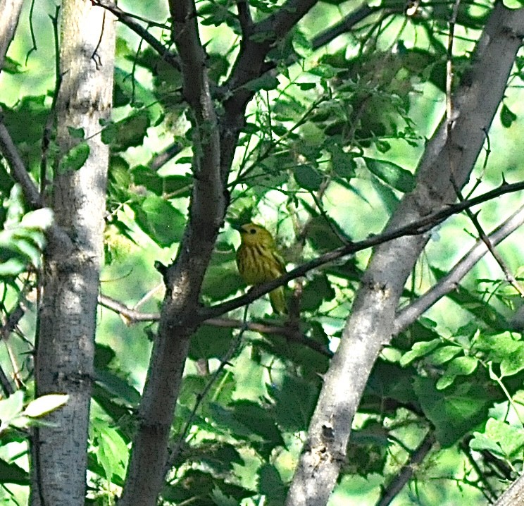 Yellow Warbler - ML620266176