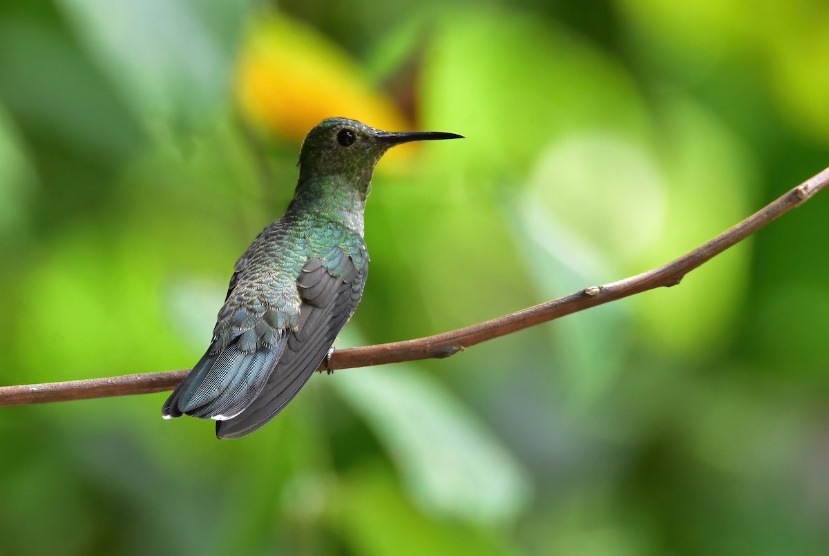 kolibřík skvrnitoprsý - ML620266178