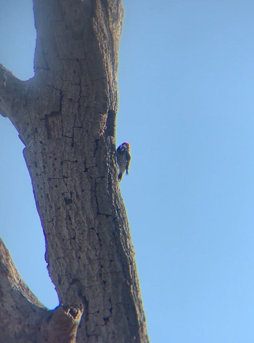 Acorn Woodpecker - ML620266184