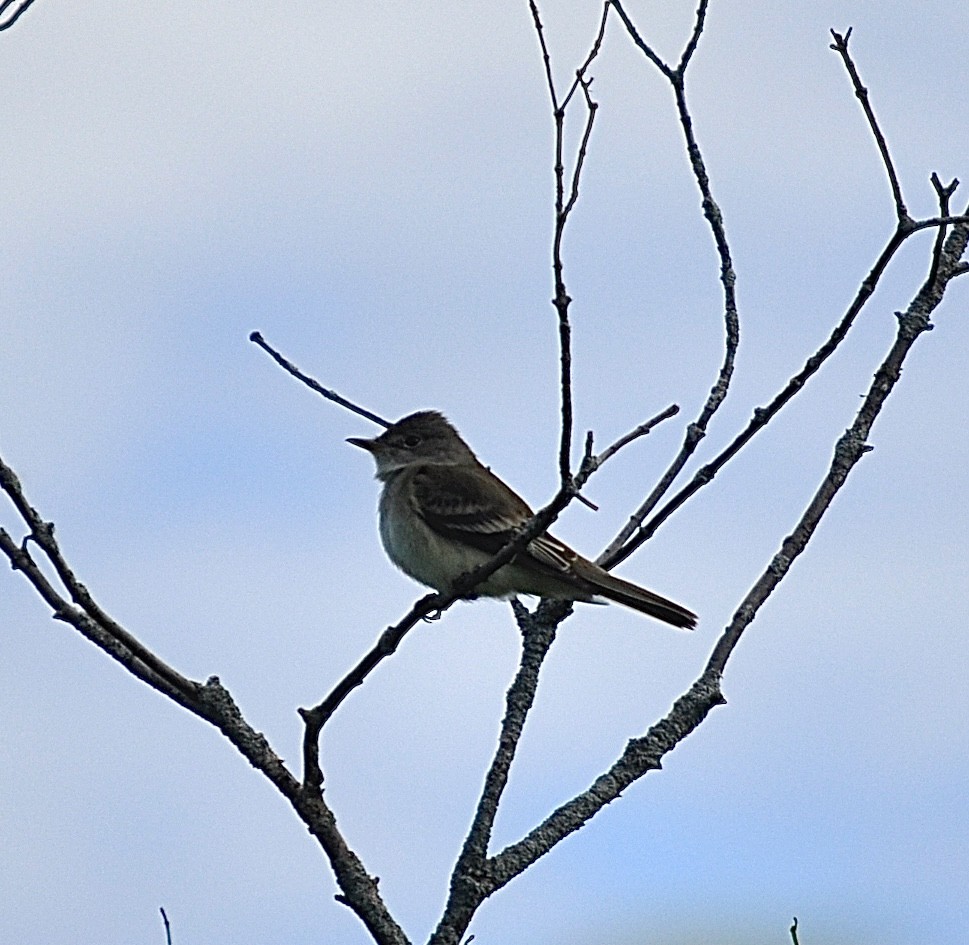 Willow Flycatcher - ML620266187