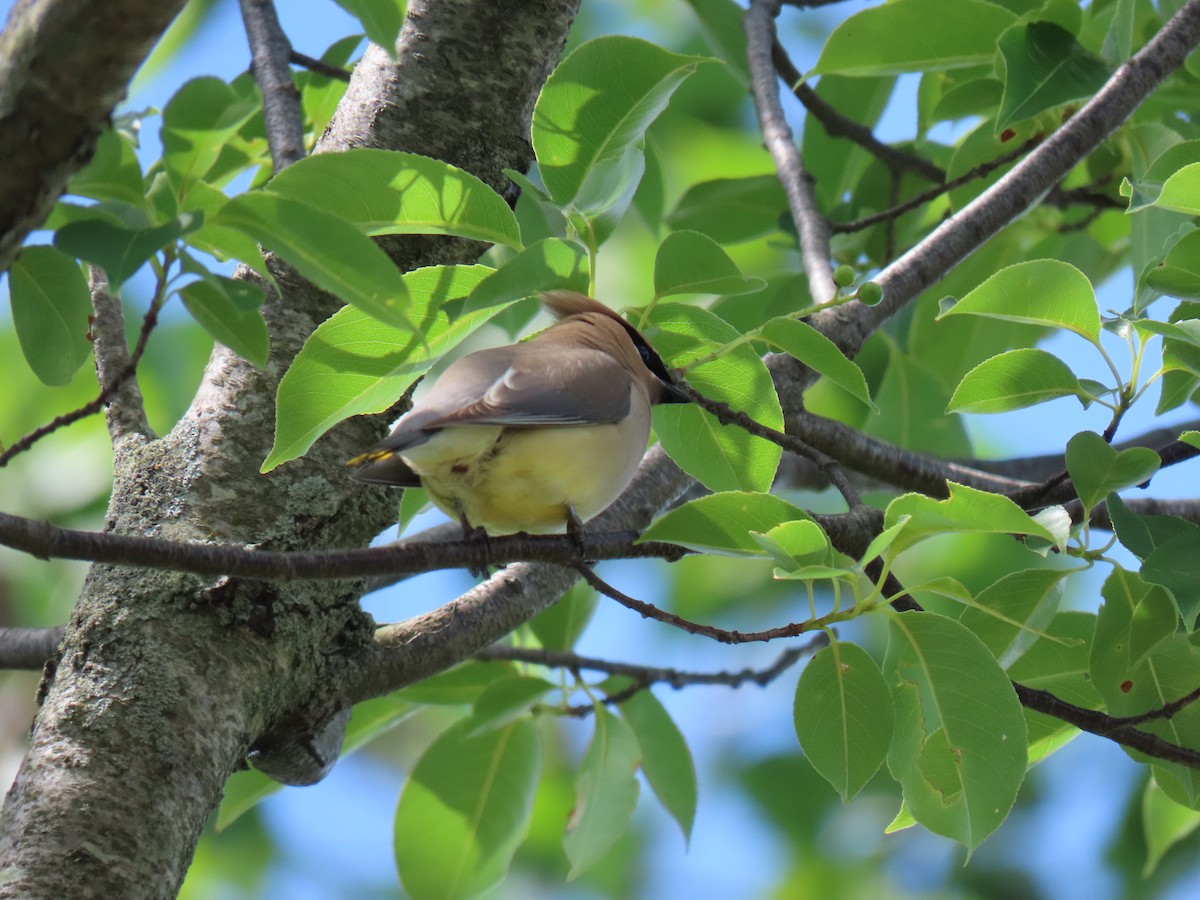 Cedar Waxwing - ML620266195