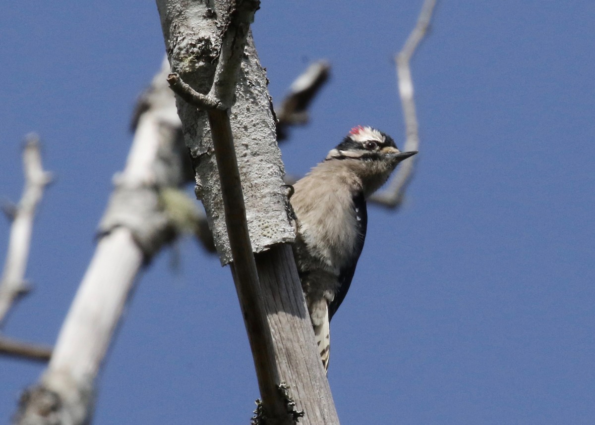 Downy Woodpecker (Pacific) - ML620266199