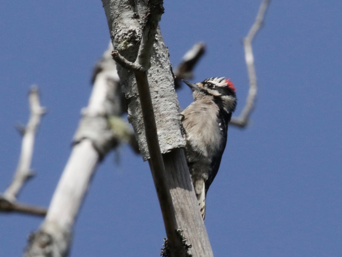 Downy Woodpecker (Pacific) - ML620266201