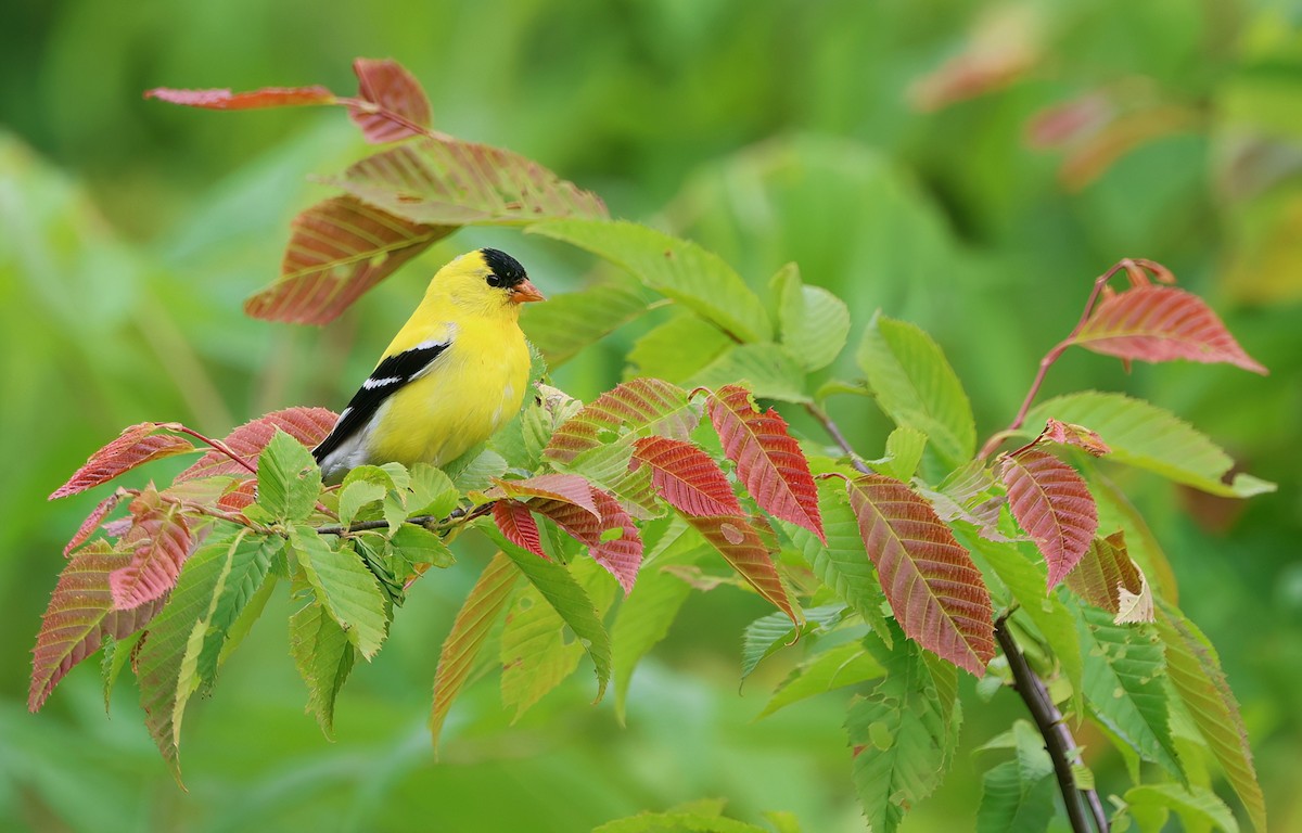 American Goldfinch - ML620266203