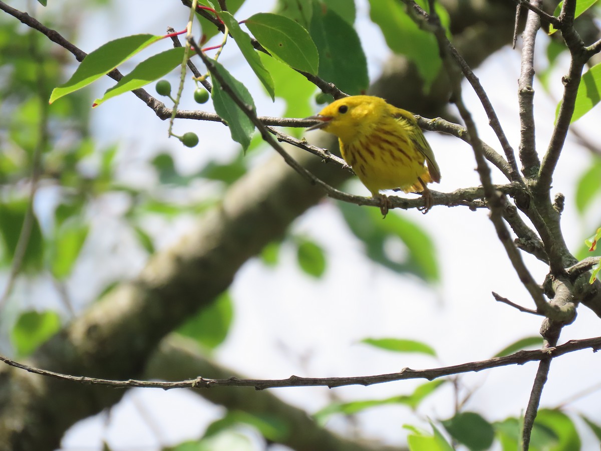 Yellow Warbler - ML620266214