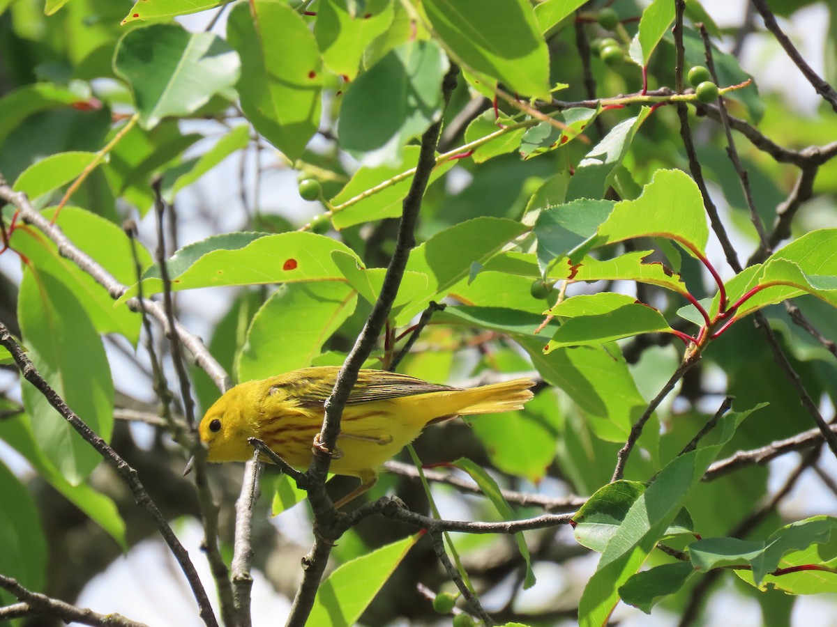 Yellow Warbler - ML620266216