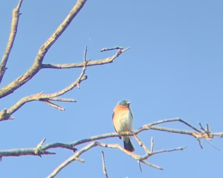 Lazuli Bunting - ML620266228