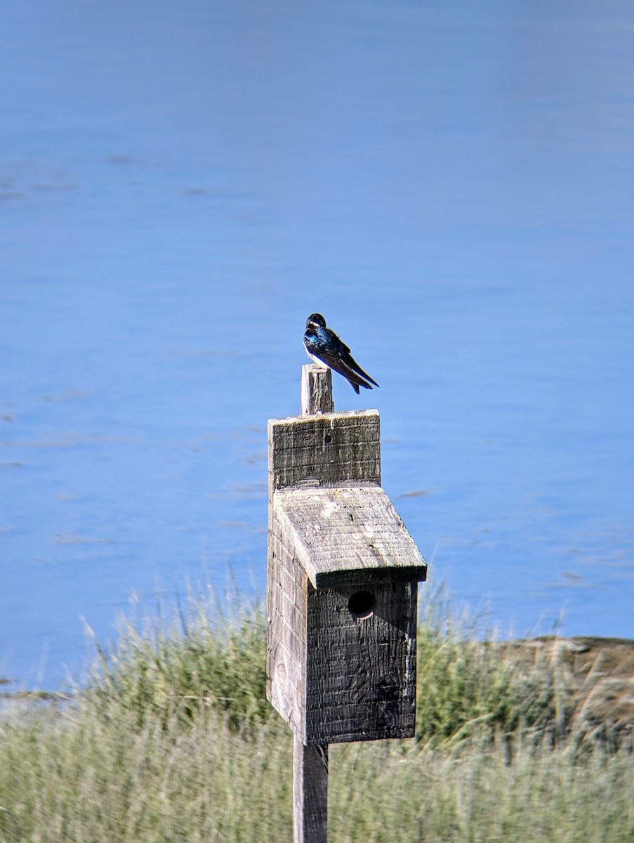 Tree Swallow - ML620266230