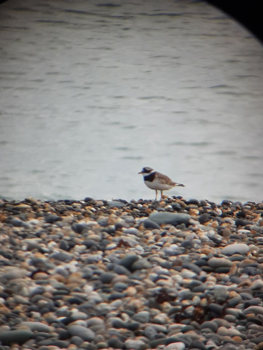 Common Ringed Plover - ML620266242