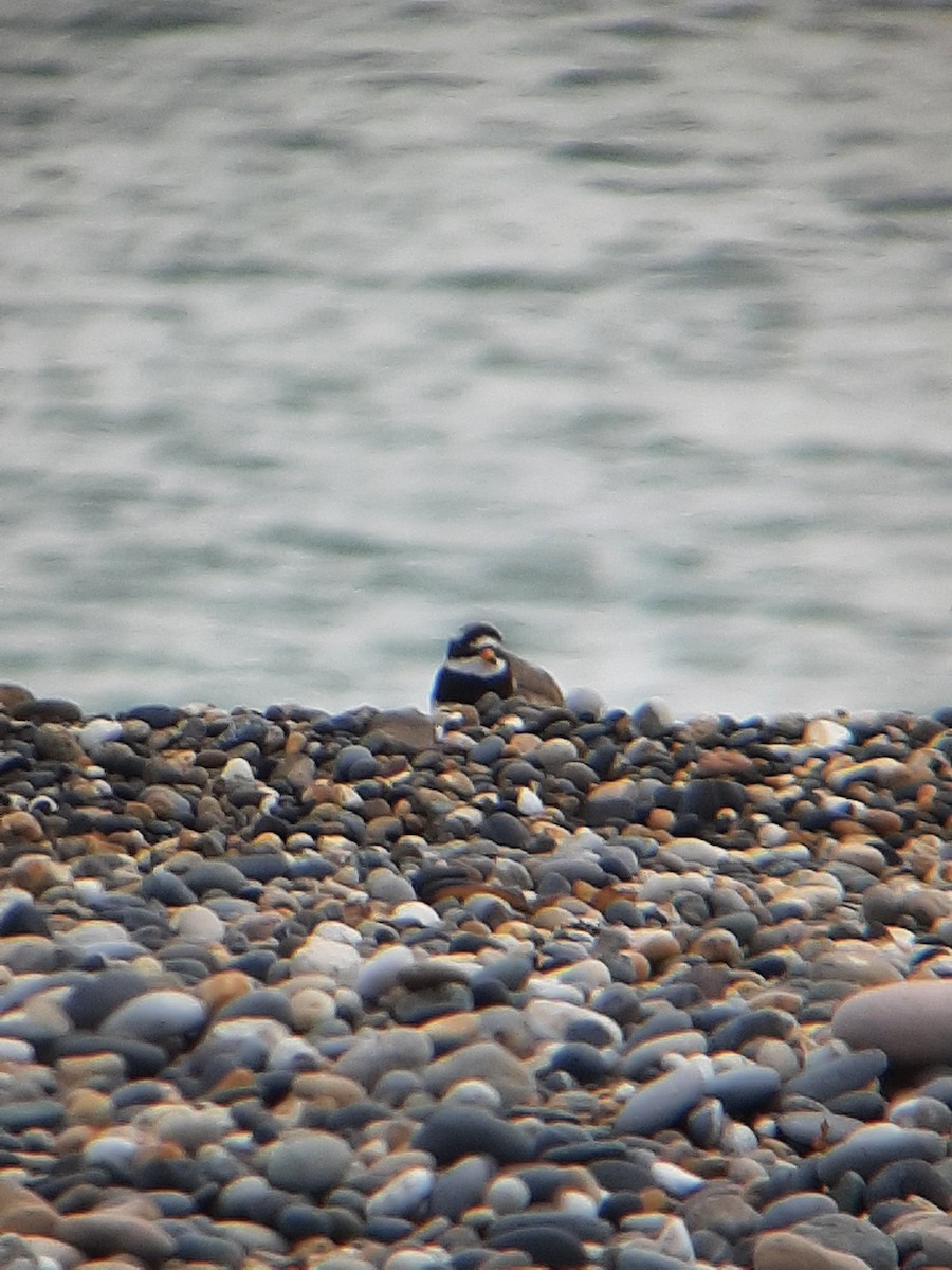 Common Ringed Plover - ML620266243