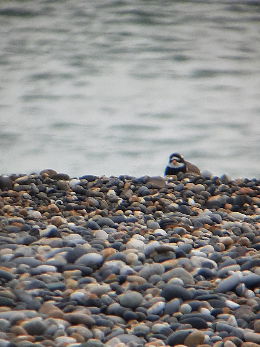 Common Ringed Plover - ML620266244