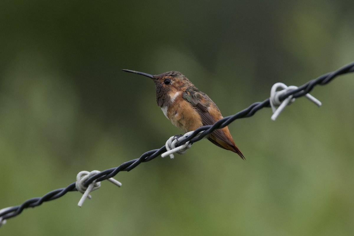 Allen's Hummingbird - ML620266245