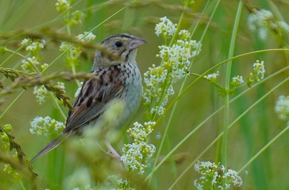 Henslow's Sparrow - ML620266249