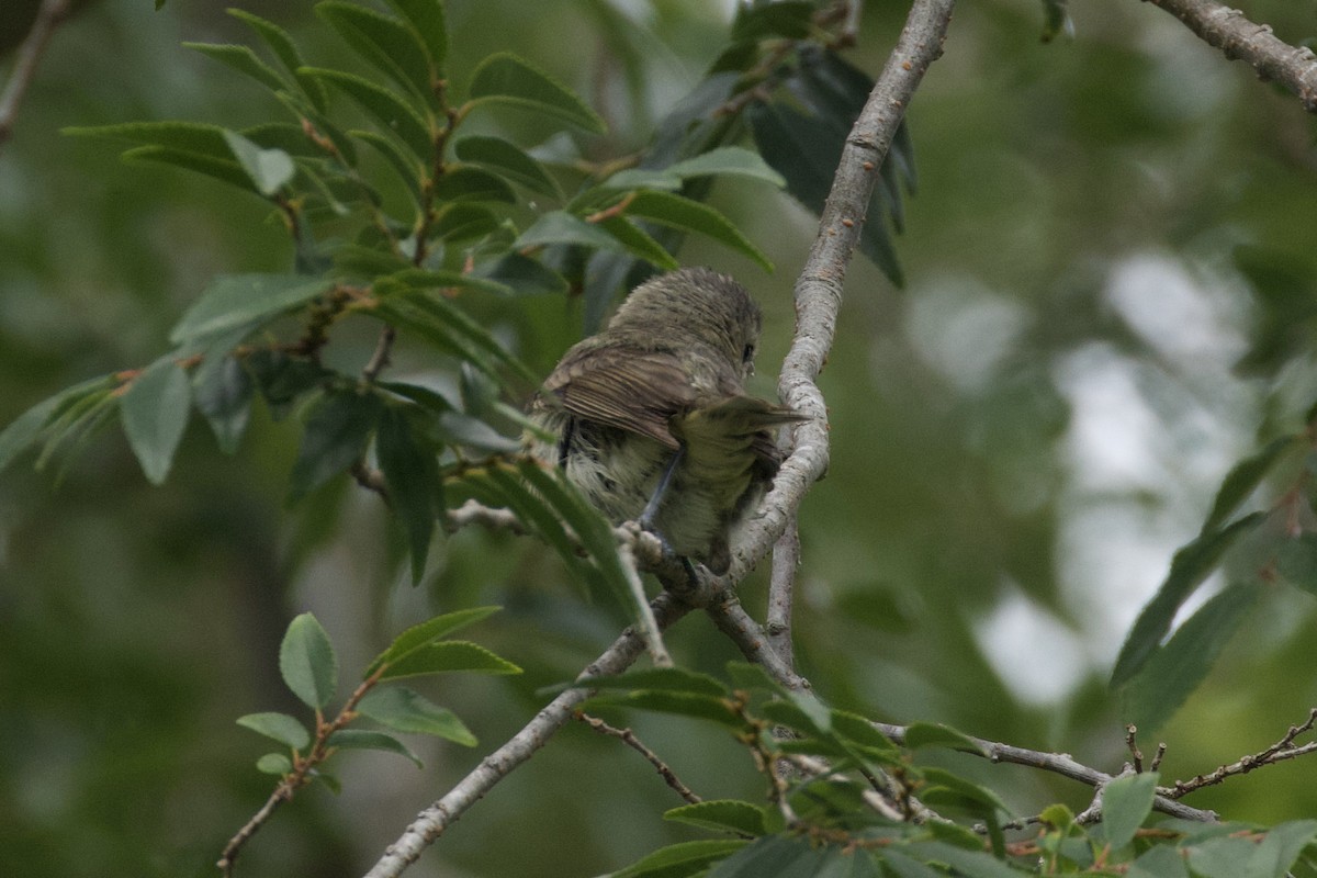 Sängervireo - ML620266250