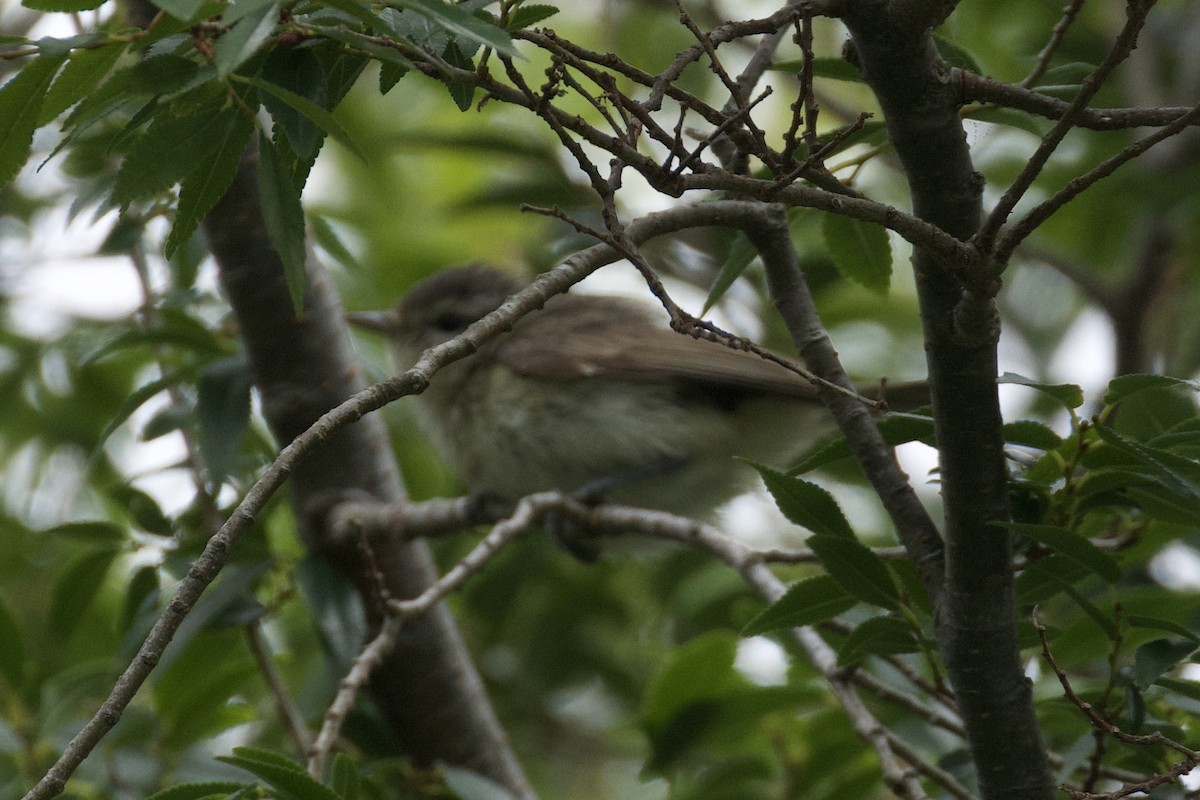 Warbling Vireo - ML620266252