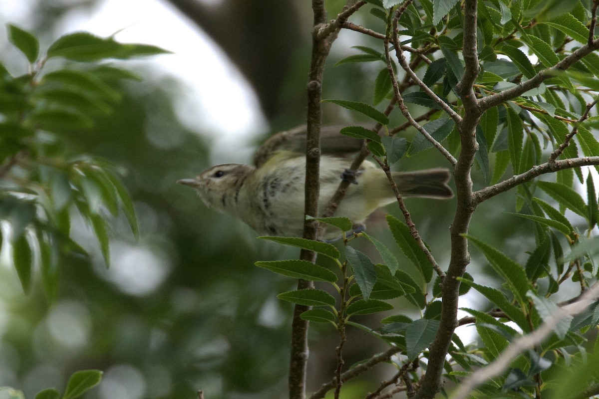 Sängervireo - ML620266253