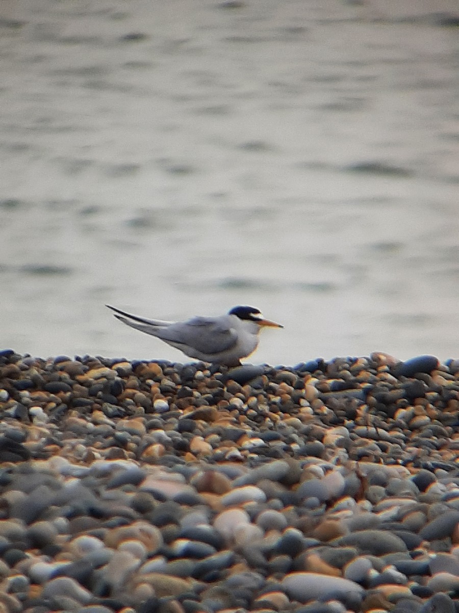 Little Tern - ML620266255