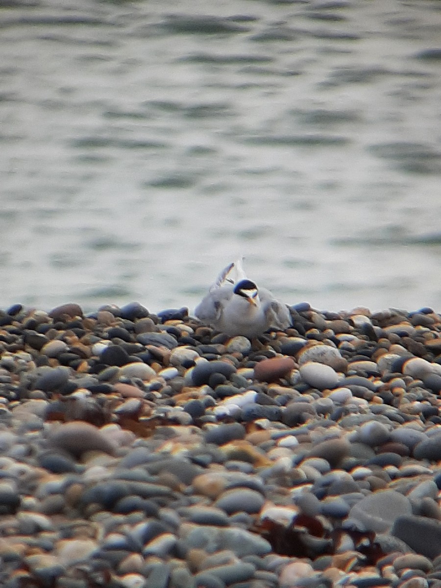 Little Tern - ML620266256