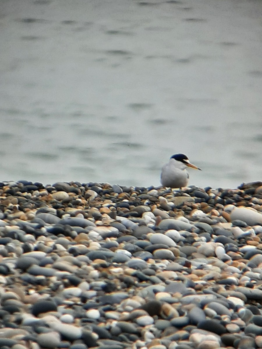 Little Tern - ML620266257