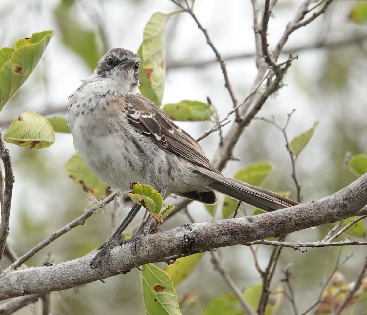 Galapagos Mockingbird - ML620266261