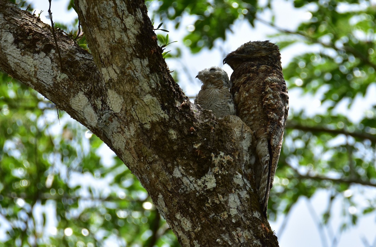 Great Potoo - ML620266283