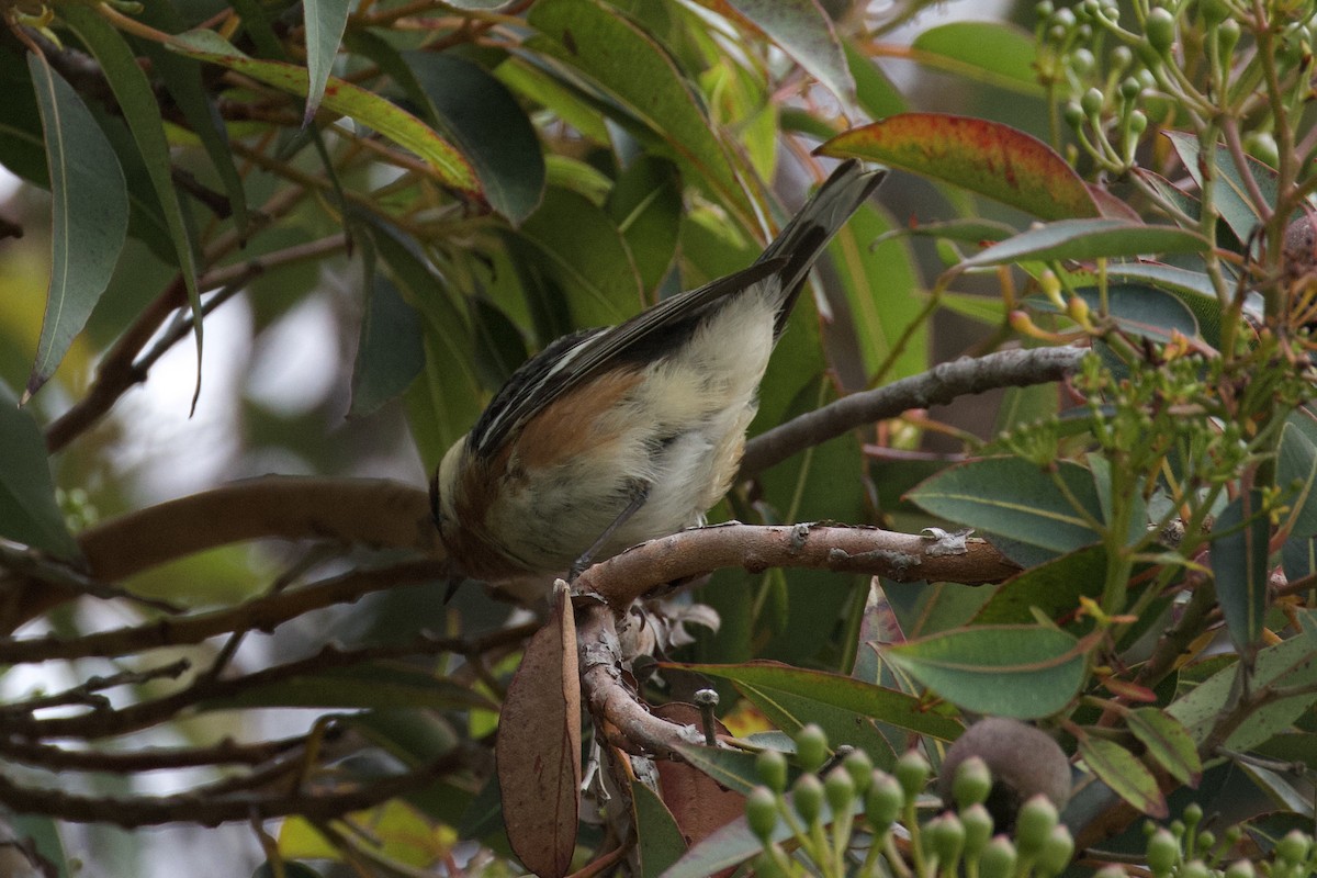 Bay-breasted Warbler - ML620266285