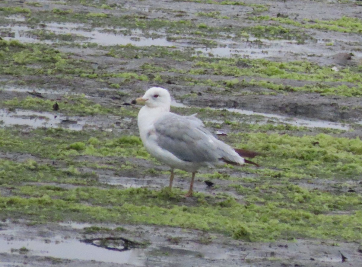 Ring-billed Gull - ML620266286