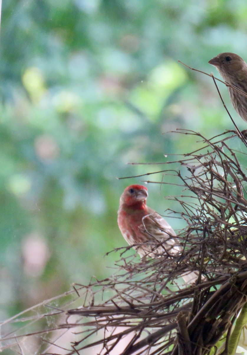 House Finch - ML620266292