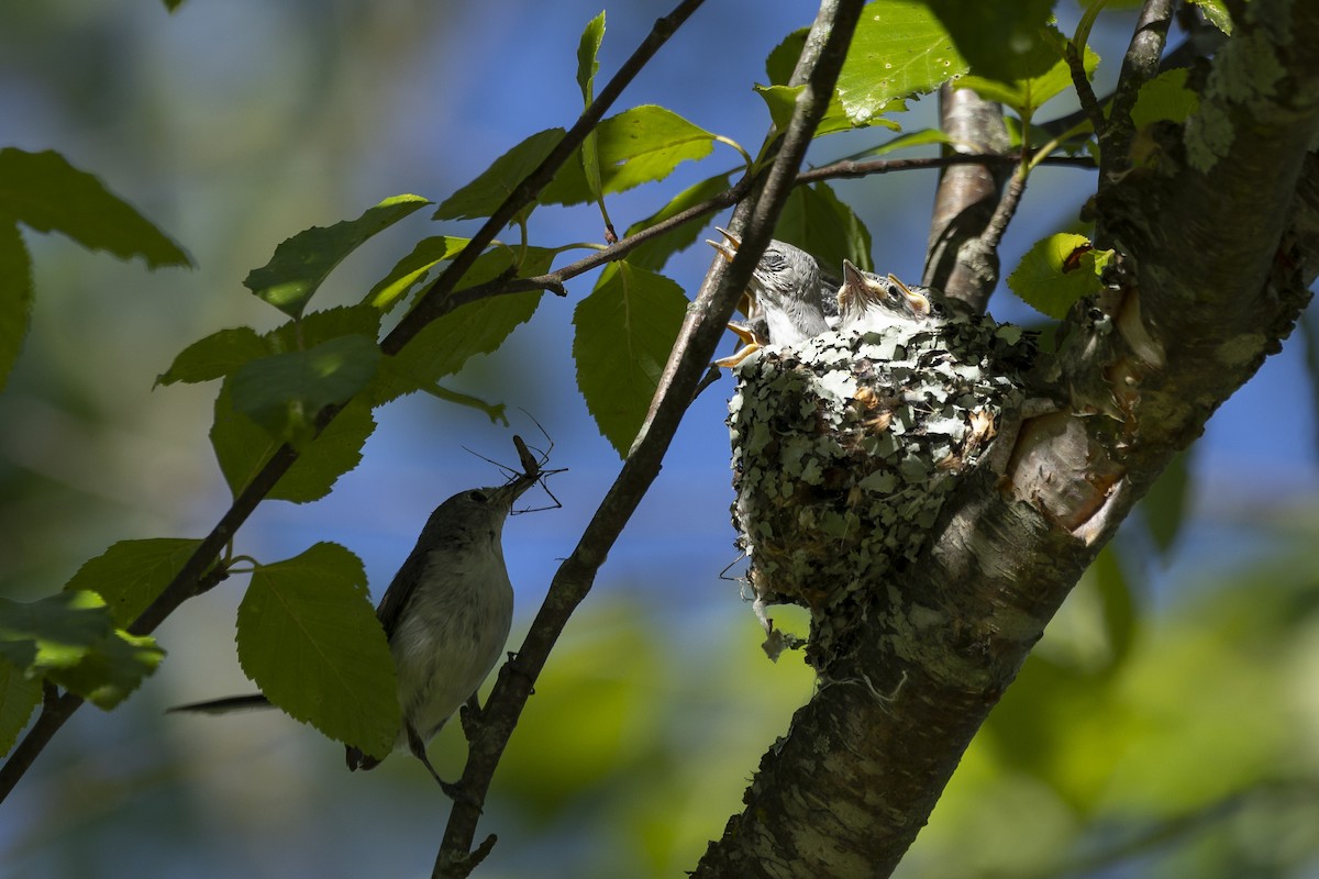 Blue-gray Gnatcatcher - ML620266298